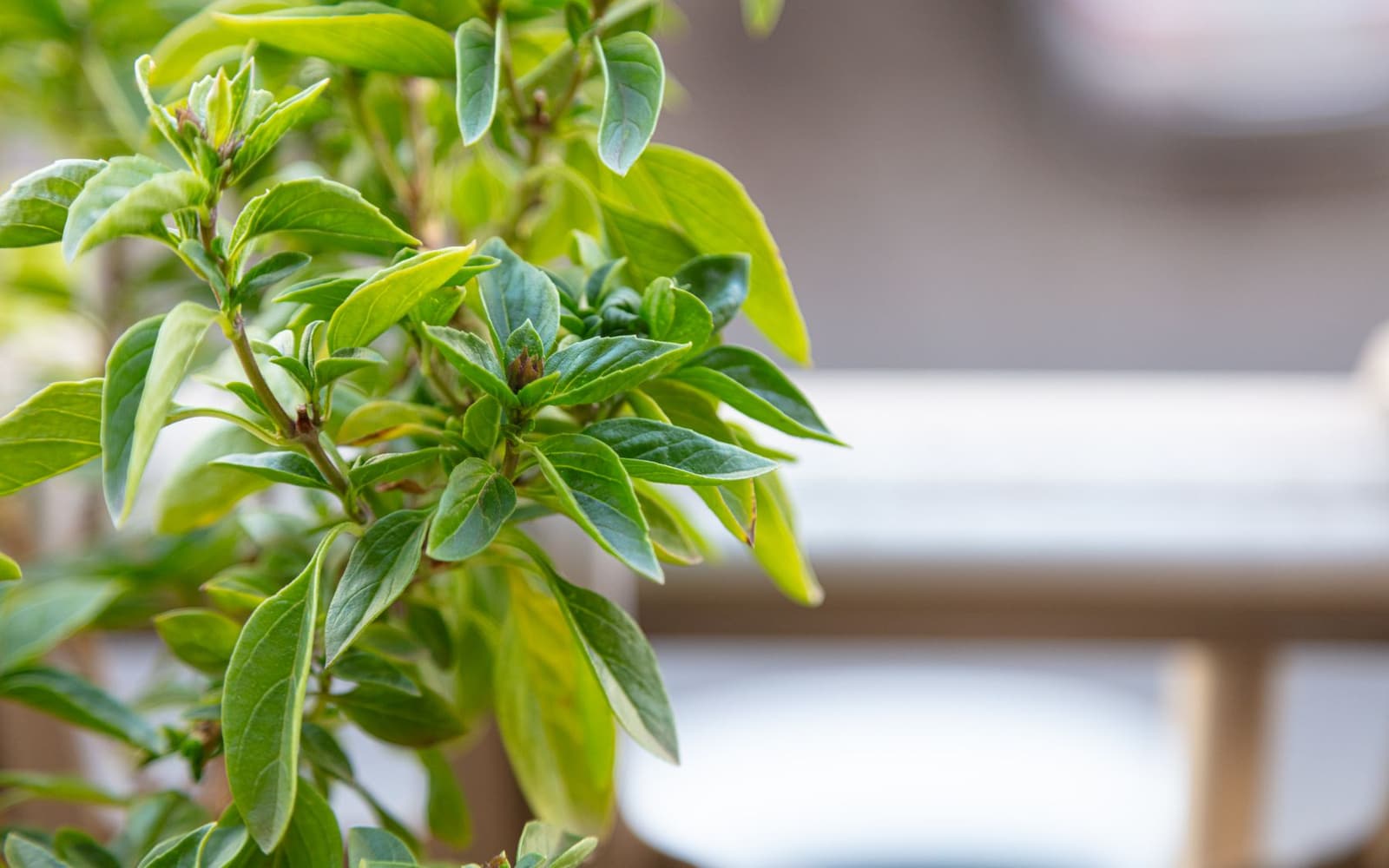 Basil growing in a pot on a balcony