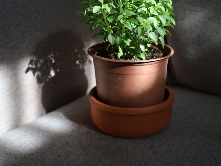 A basil plant in a pot indoors, in natural light