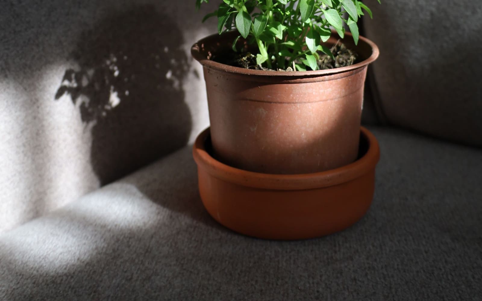 A basil plant in a pot indoors, in natural light