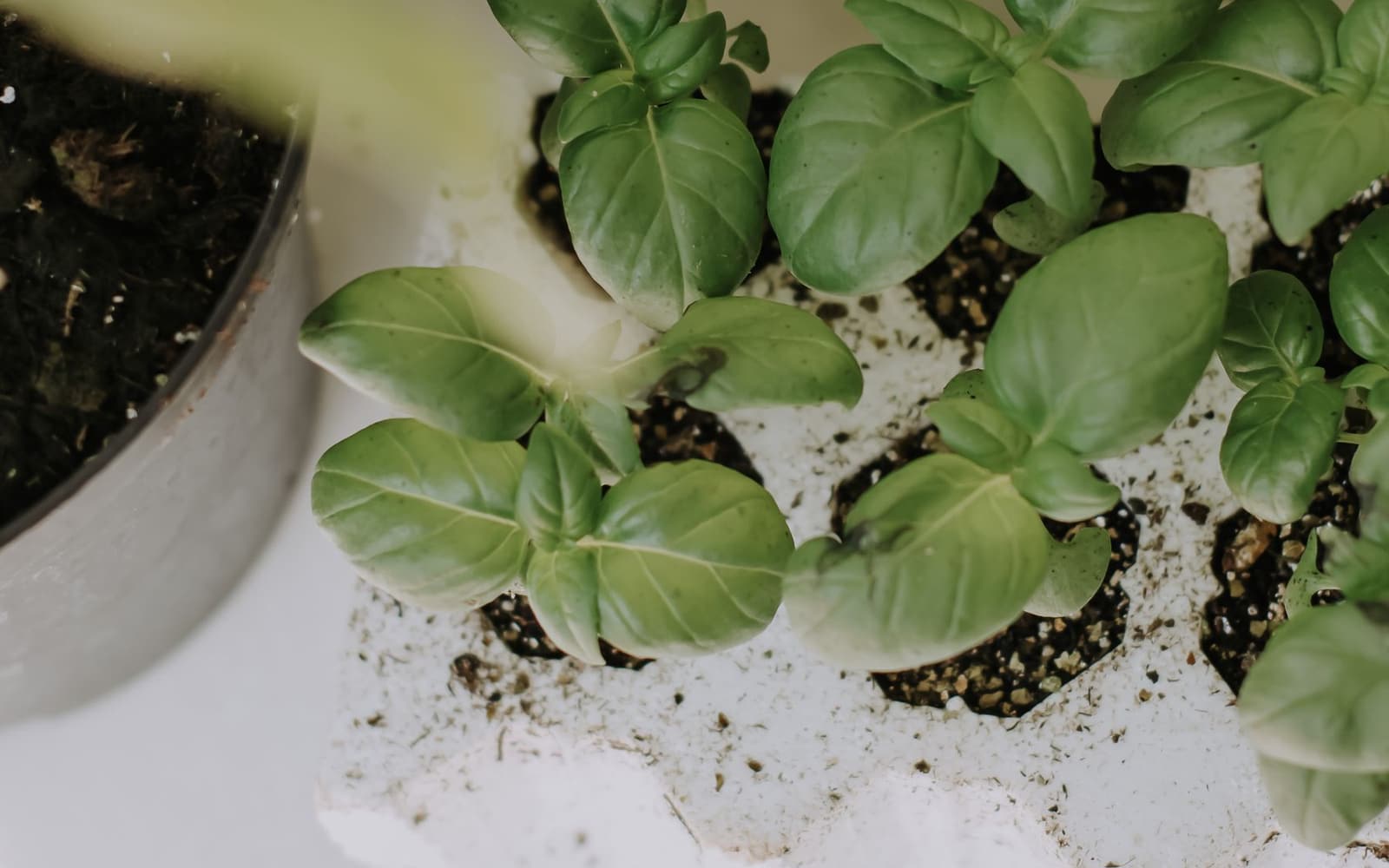 Basil seedlings in small pots
