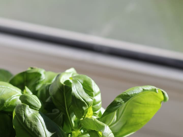 Fresh basil next to a window