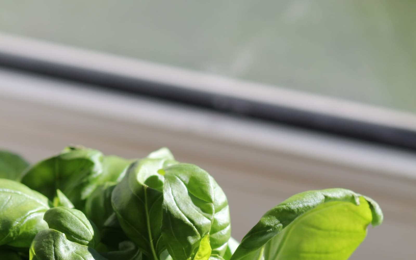 Fresh basil next to a window