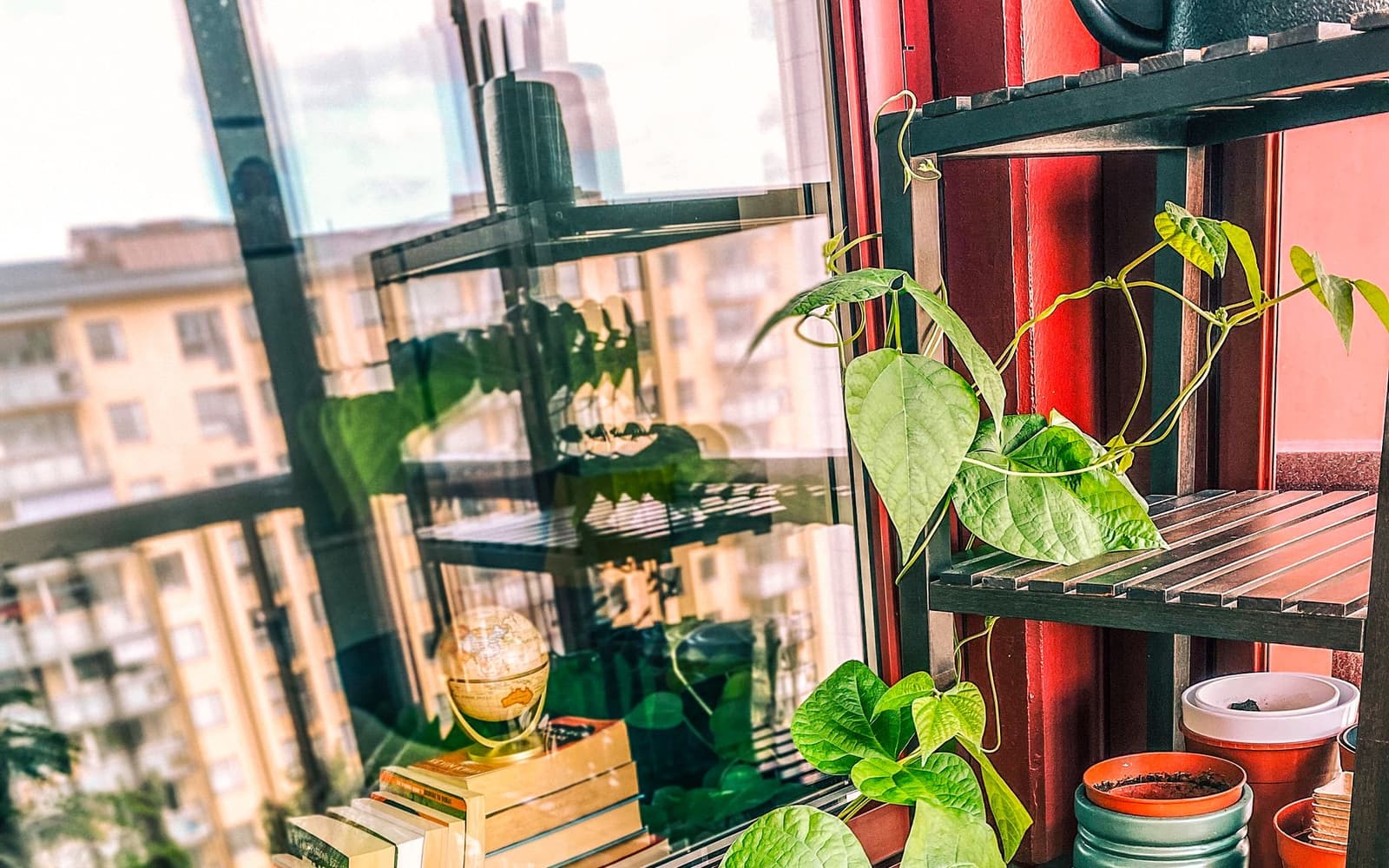 Beans in pots on a balcony shelf