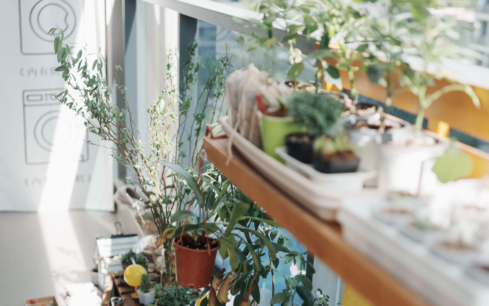 Herbs in pots on a shelf by the window