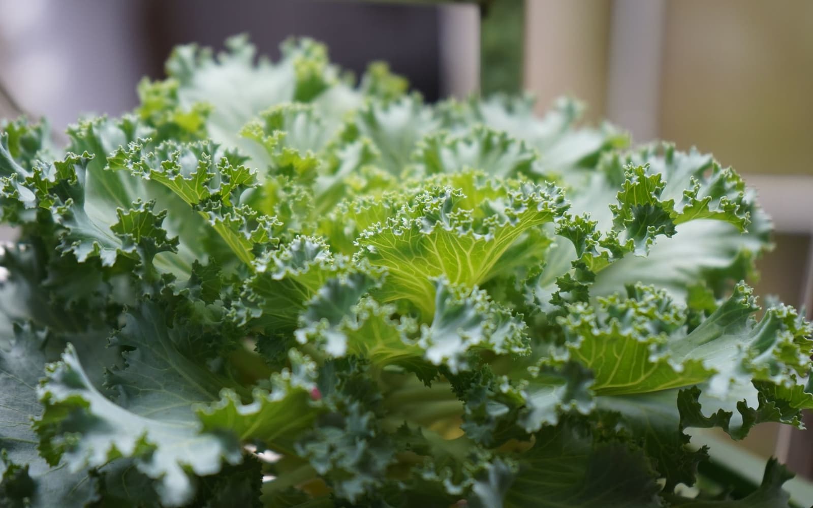 Curly kale leaves close up