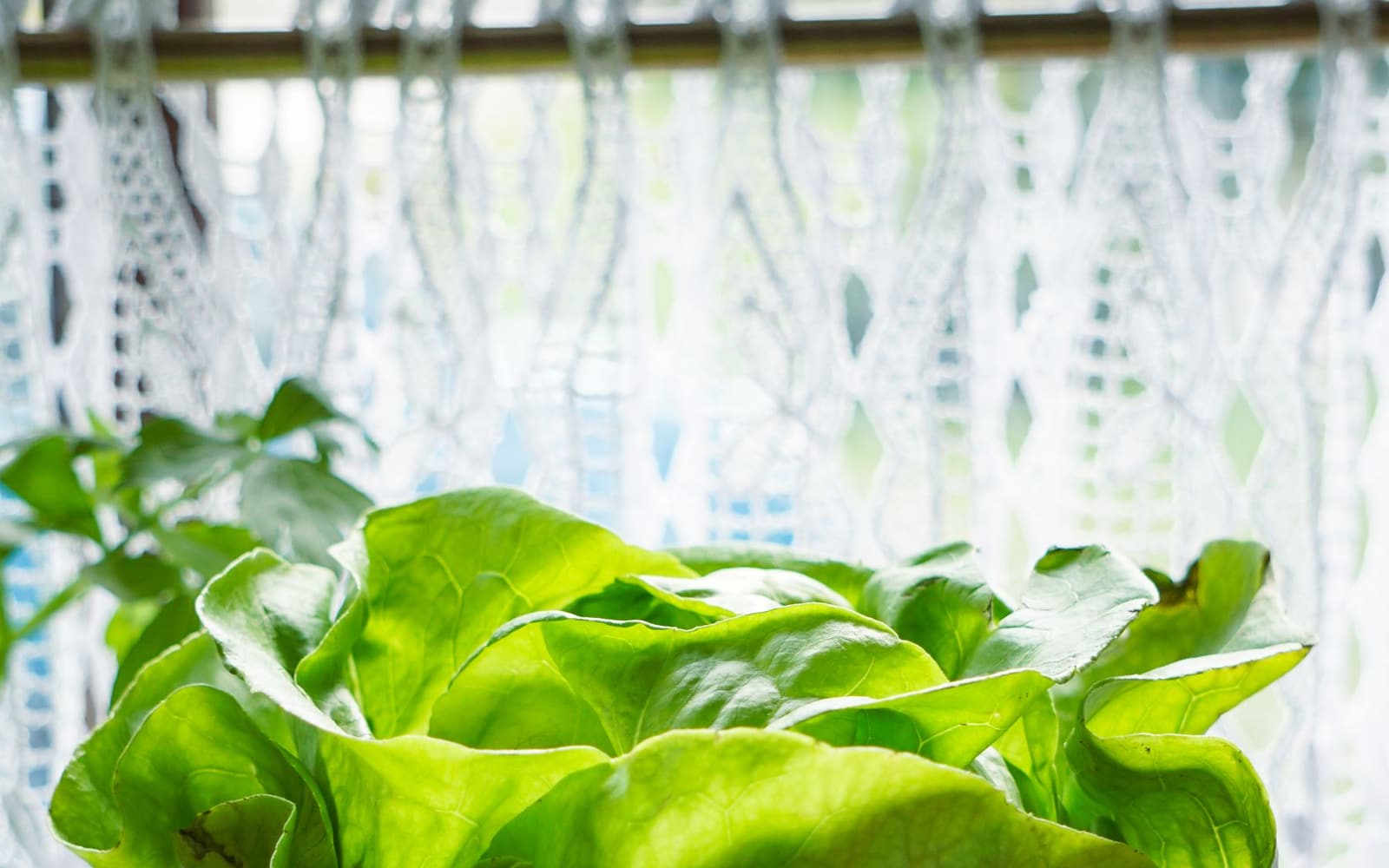 A head of leaf lettuce growing in a pot by a window