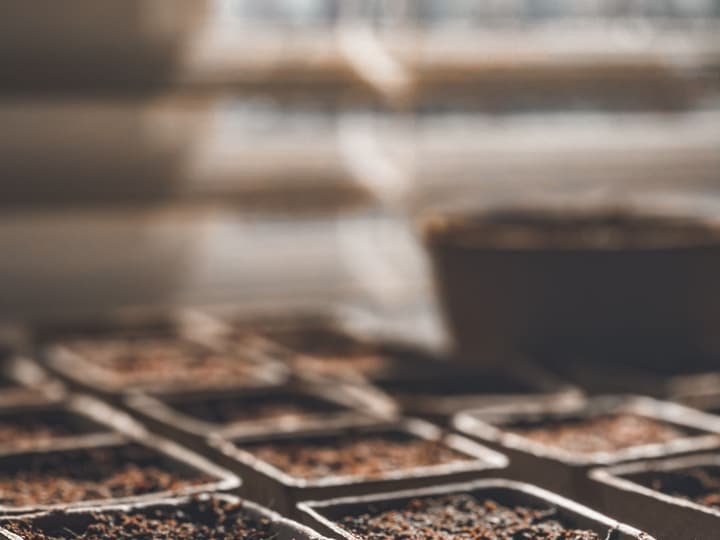 Seed trays filled with potting mix