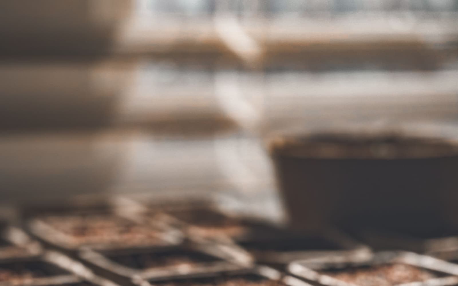 Seed trays filled with potting mix