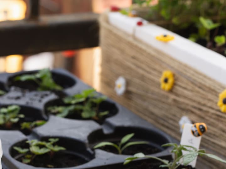Young seedlings in black pots on a balcony