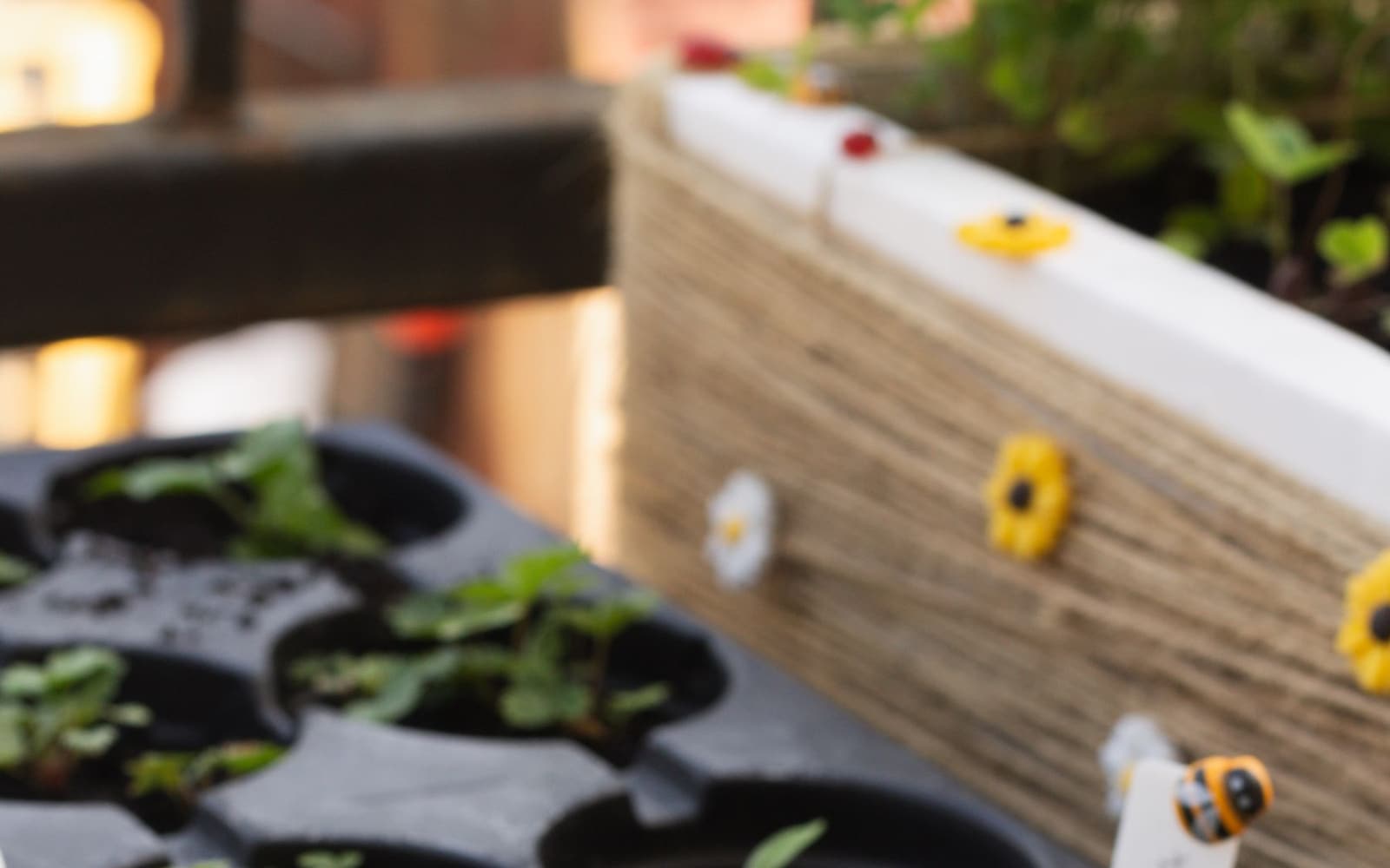 Young seedlings in black pots on a balcony