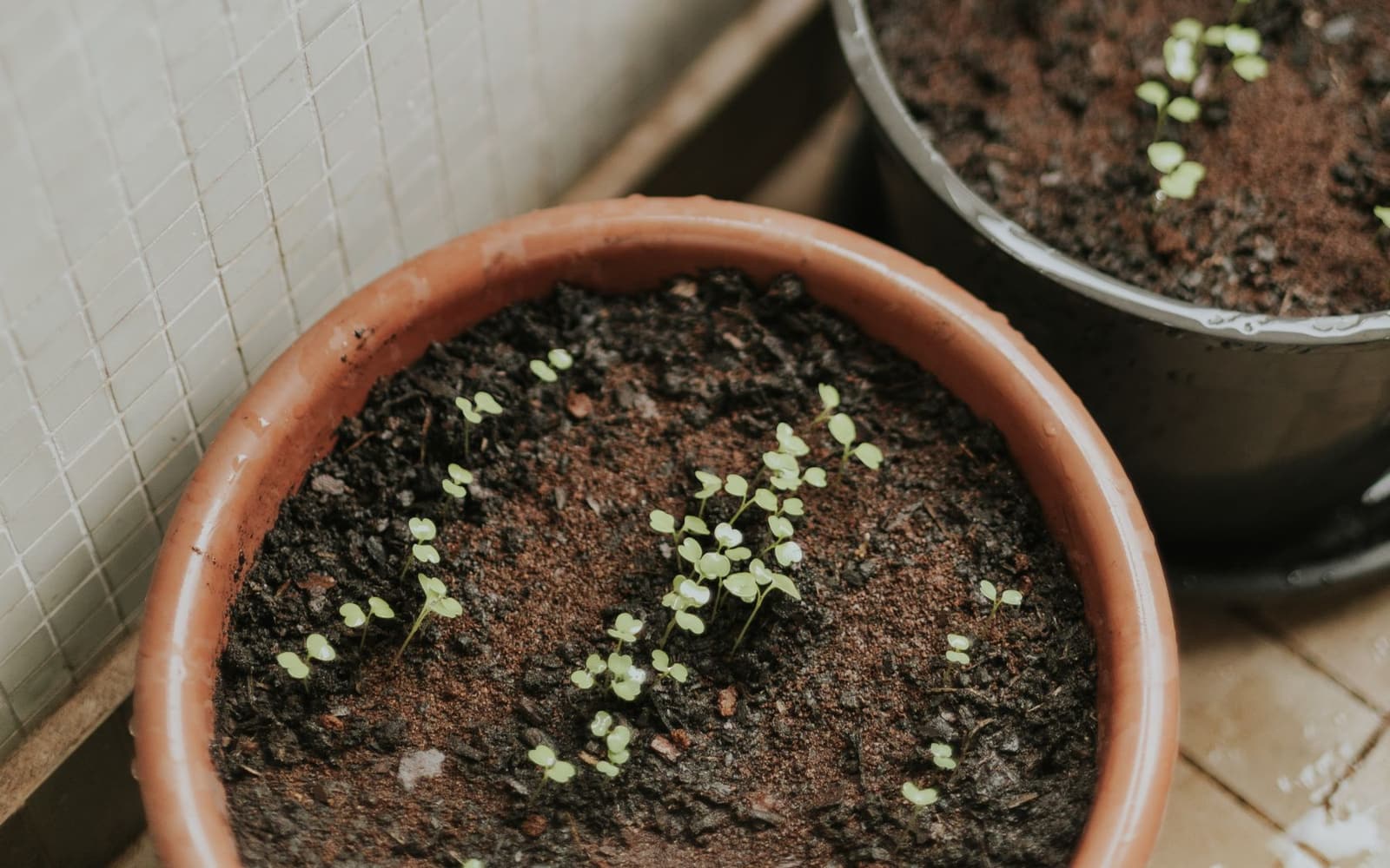 Young seedlings in pots against a light wall