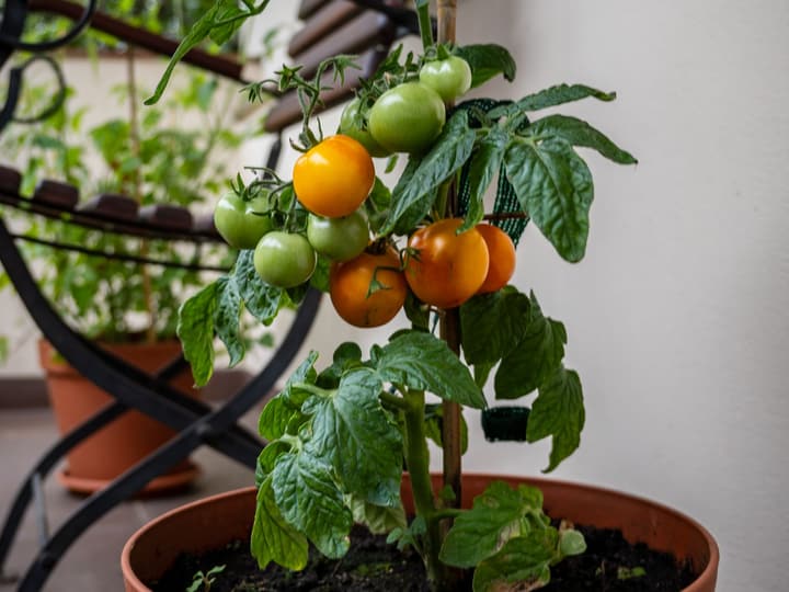 A cherry tomato plant with ripening fruit in a pot on a balcony