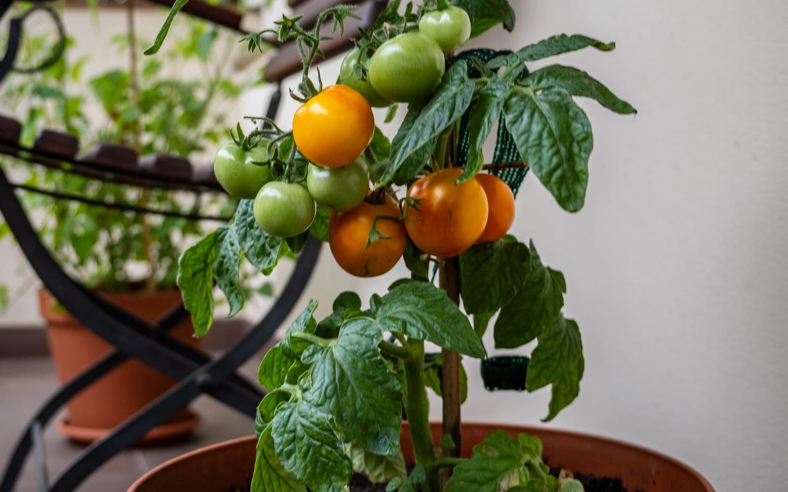 A cherry tomato plant with ripening fruit in a pot on a balcony