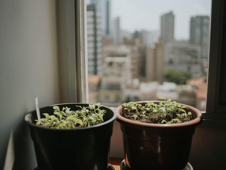 Two pots of seedlings on an apartment windowsill, with the city outside