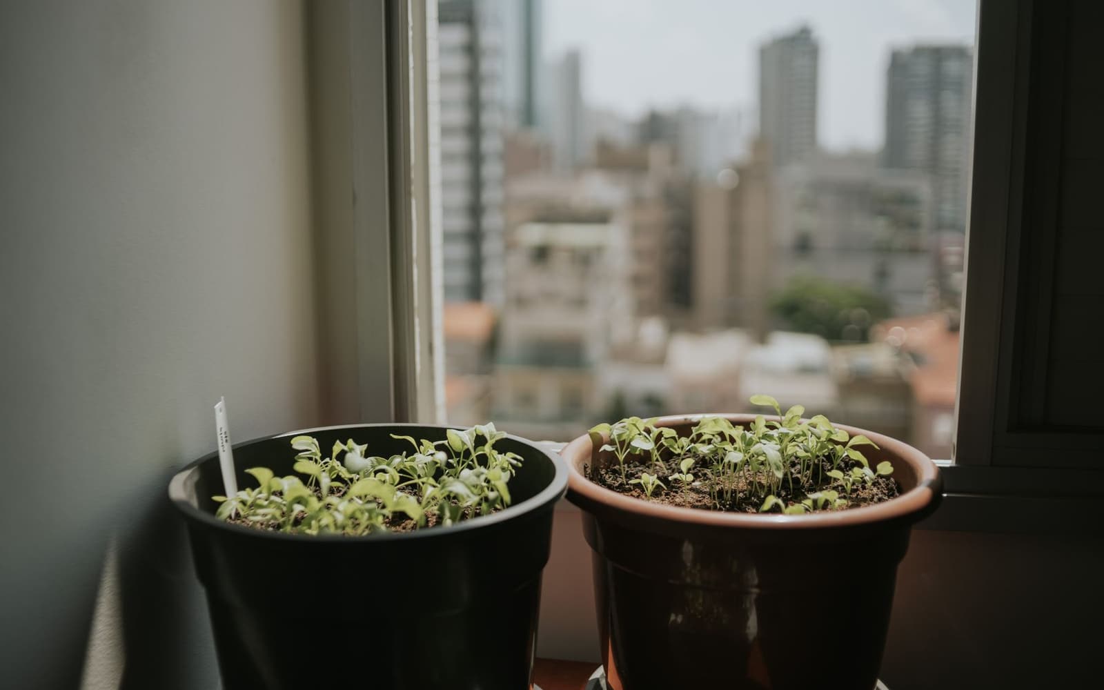 Two pots of seedlings on an apartment windowsill, with the city outside